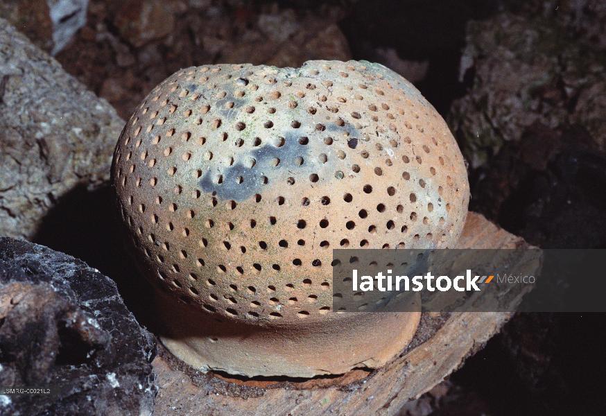 Lacandones