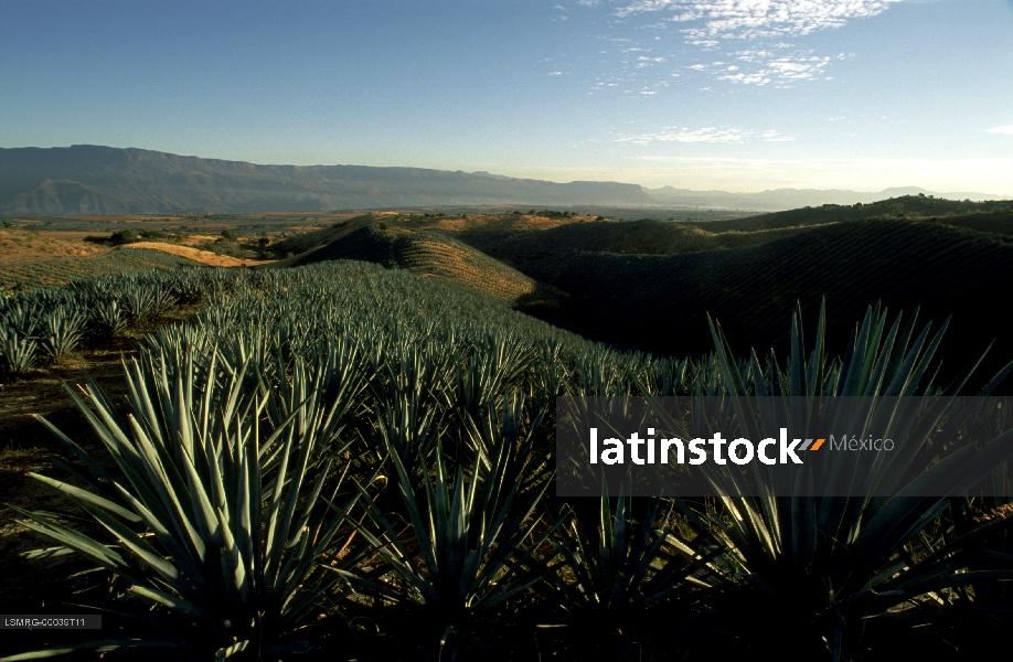 Proceso del tequila