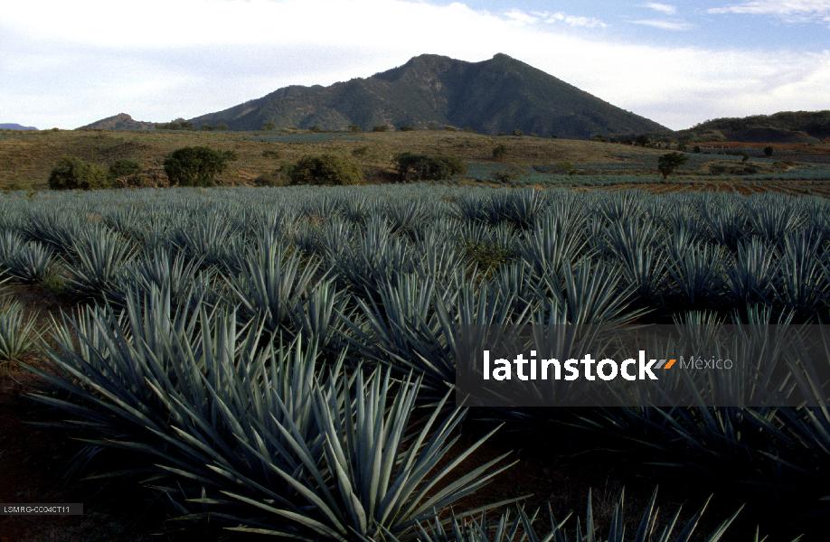 Proceso del tequila