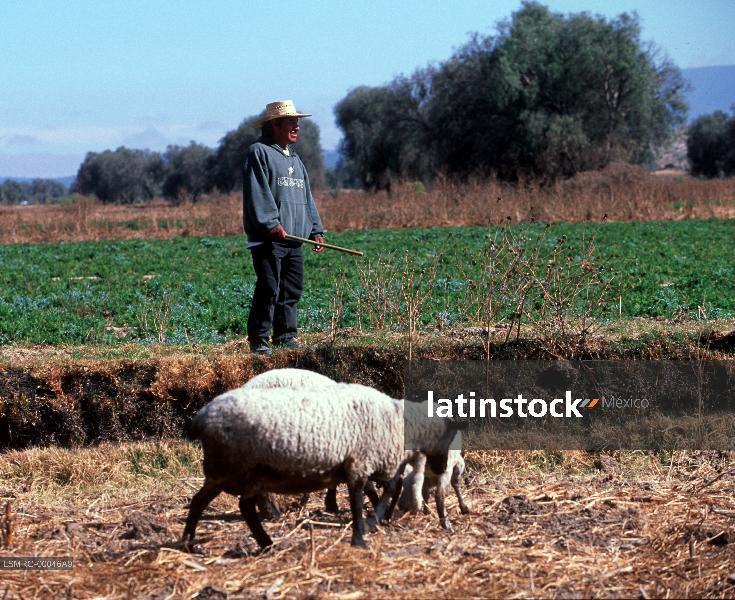 Campesinos