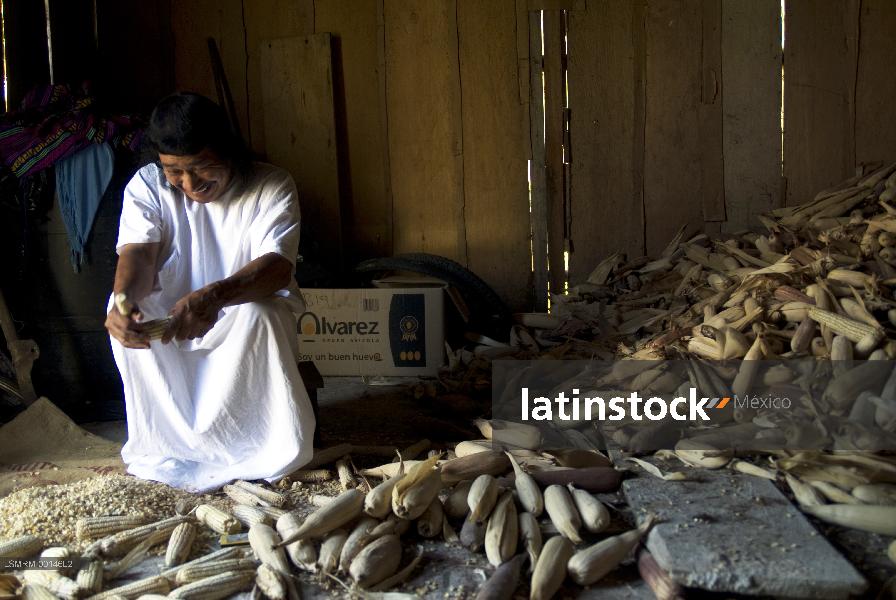 Lacandones cosecha de maíz