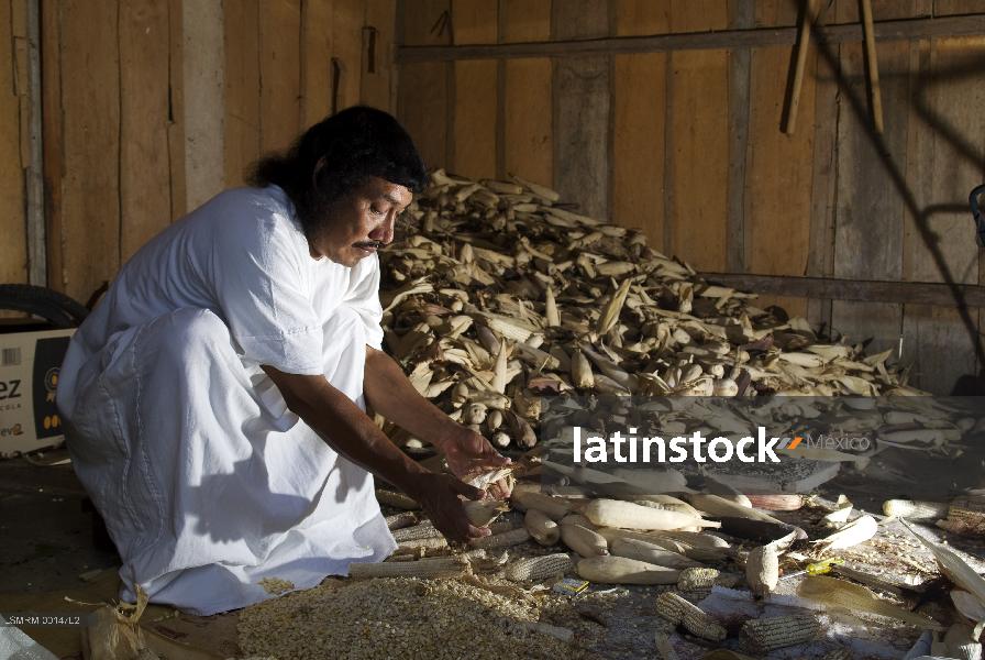 Lacandones cosecha de maíz